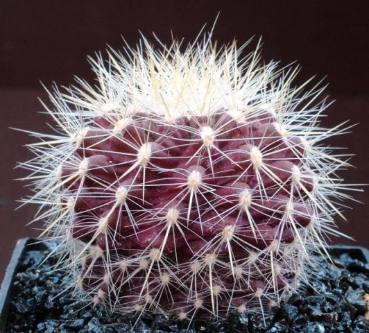 Neoporteria_chilensis